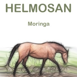 moringa
