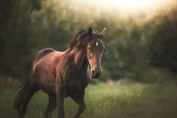Paard ontspannen in een natuurlijke weide